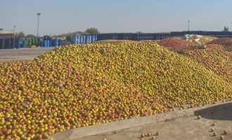 Apple for puree and concentrate in factory