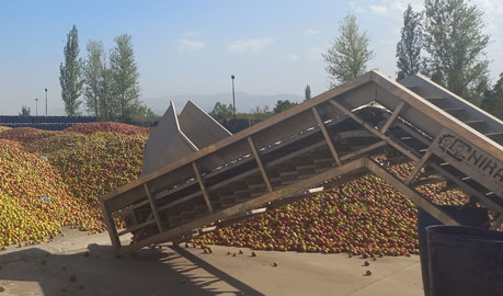 Apple sorting for puree and concentrate in iran