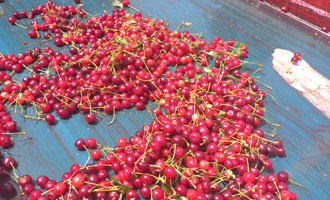 cherry sorting