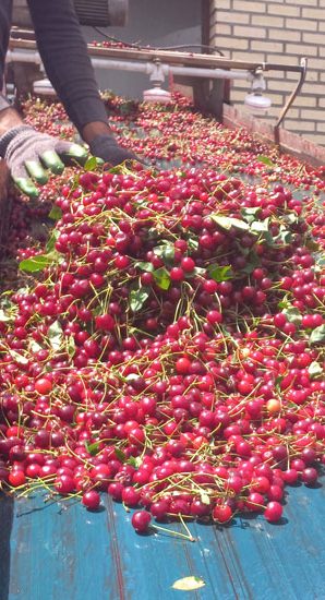 cherry juice concentrate sorting