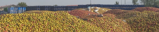 apple before pure & concentrate