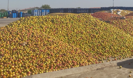 apple for concentrate