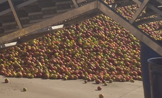 apples for concentrate in factory