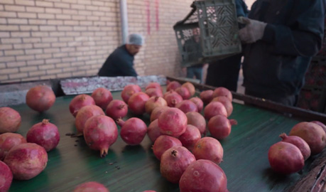 iranian pomegranate before concentrate