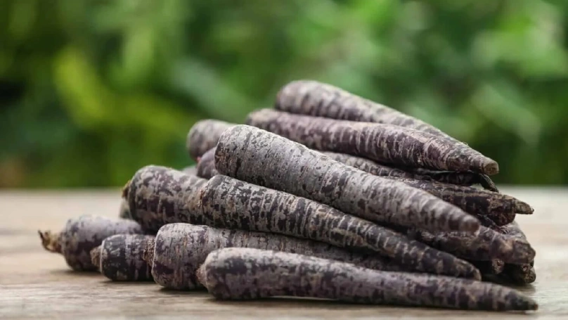 black carrot