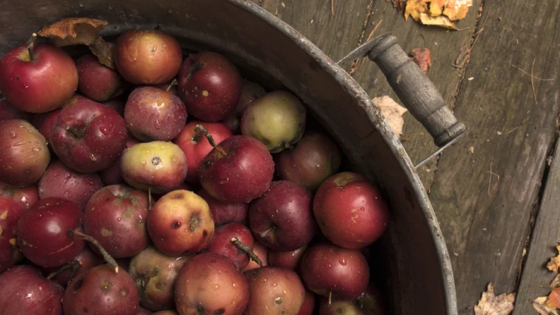 apple cider concentrate